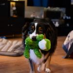Photo couleur d'un chien en train de présenter son jouet, portrait canin